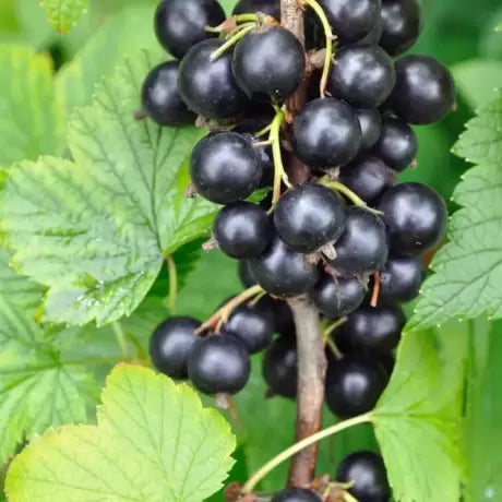 Coacaz Negru TUFA-GHIVECI 3L