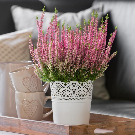 Caluna Vu Pink - Ghiveci - Aqua Flowers