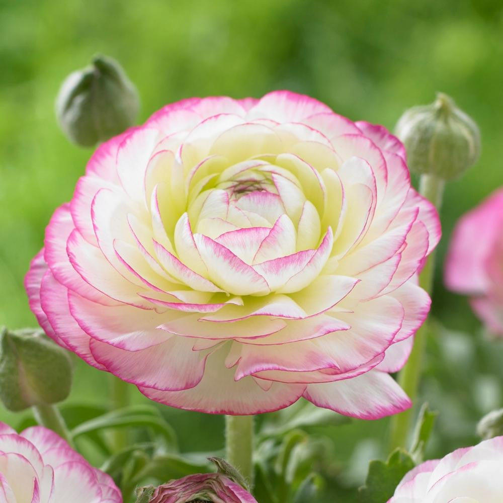 Bulbi Ranunculus – Pastel Picotee (Cream Pink Bicolor) – Pachet 10 Bulbi