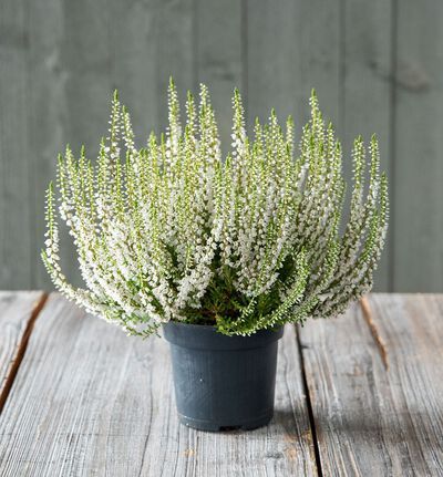 Caluna Vu White - Ghiveci - Aqua Flowers