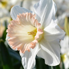 Bulbi Narcise Palmares - Pachet 3 Bulbi - Aqua Flowers