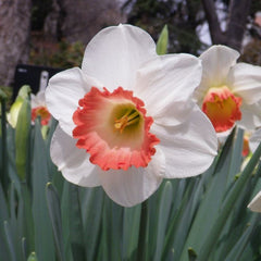 Bulbi Narcise Pink Wonder - Pachet 3 Bulbi - Aqua Flowers