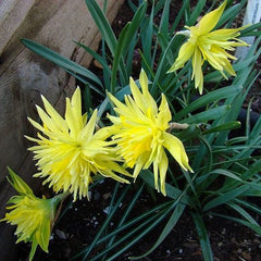 Bulbi Narcise Rip van Winkle - Pachet 3 Bulbi - Aqua Flowers
