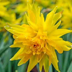 Bulbi Narcise Rip van Winkle - Pachet 3 Bulbi - Aqua Flowers