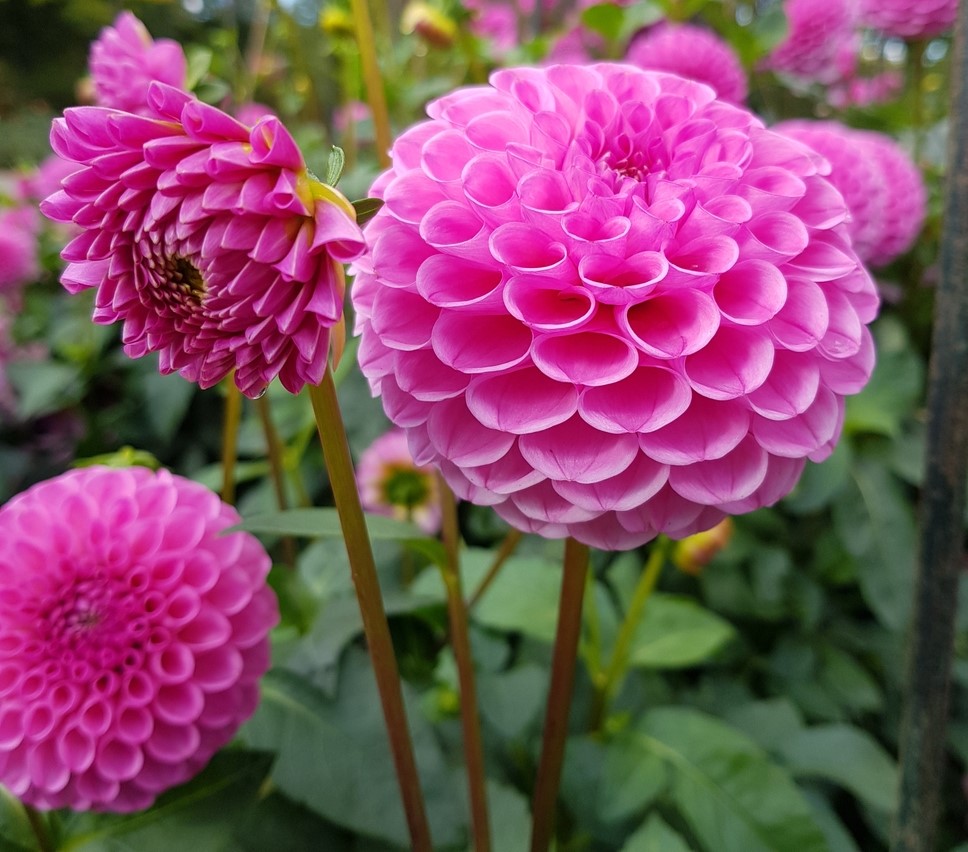 Bulbi Dalia - Boy Scout - Pachet 1 bulb