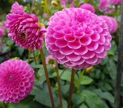 Bulbi Dalia - Boy Scout - Pachet 1 bulb