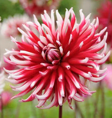 Bulbi Dalia - FRIQUOLET GIGANT - Pachet 1 bulb - Aqua Flowers