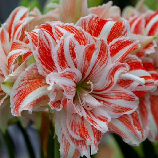 Bulbi Amaryllis - Dancing Queen - Aqua Flowers