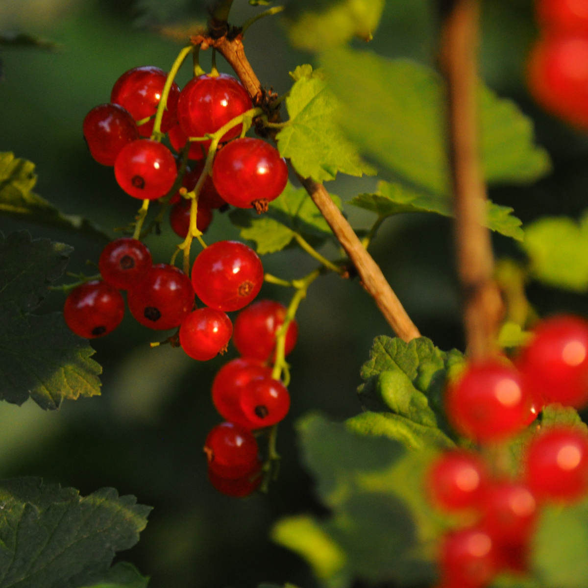 Coacaz Rosu TUFA-GHIVECI 3L