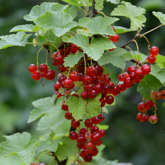 Coacaz Rosu TUFA-GHIVECI 3L