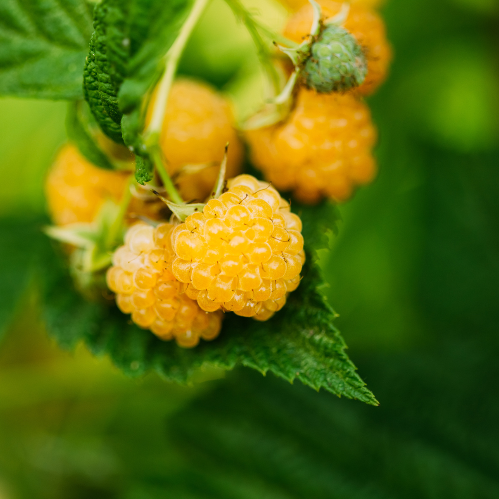 Zmeur Remontant „Citria” – Rădăcină Ambalată