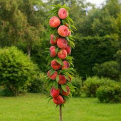 Piersic Columnar Plat Donut - Rădăcină Ambalată Anul 2-3 - Aqua Flowers