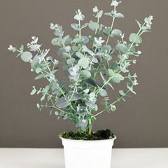 Plante de gradina - Eucalipt Gunii Azura - Ghiveci - Aqua Flowers