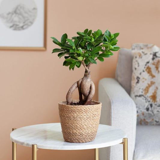 Planta interior - Ficus Bonsai Ginseng - Aqua Flowers
