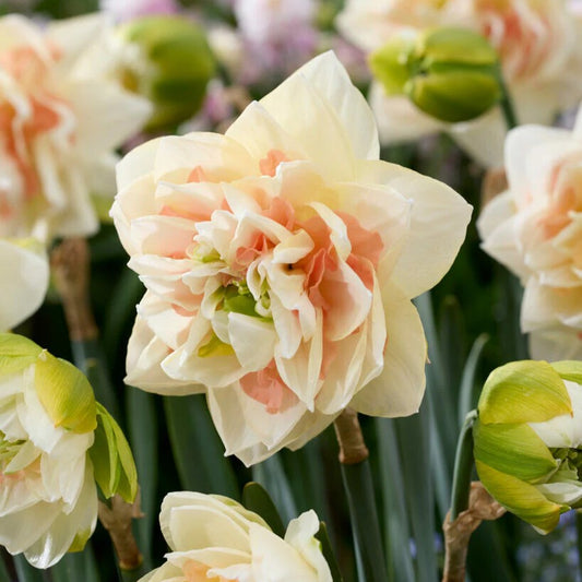 Bulbi Narcise Duble - Pm Pom - Pachet 3 Bulbi