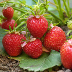 Capsun Remontant "Eve's Delight" - Ghiveci  –  Pe rod Anul 3