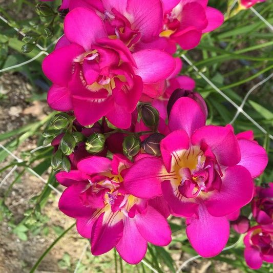 Frezia Double Pink 10 bulbi - Aqua Flowers
