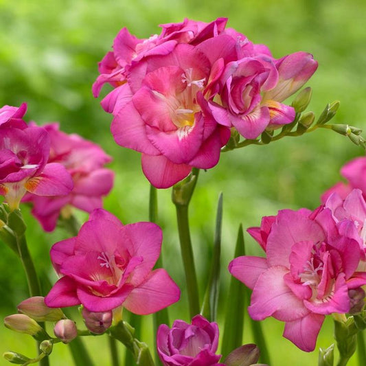 Frezia Double Pink 10 bulbi - Aqua Flowers
