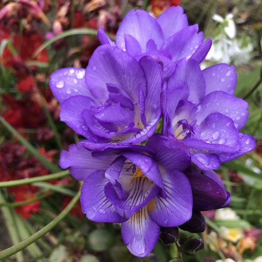 Frezia Double Purple 10 bulbi - Aqua Flowers