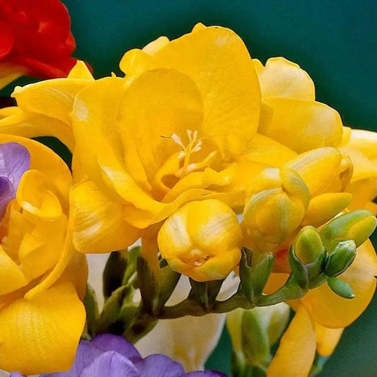 Frezia Double Yellow 10 bulbi - Aqua Flowers