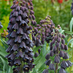 Bulbi Fritillaria - Persica - 1 bulb