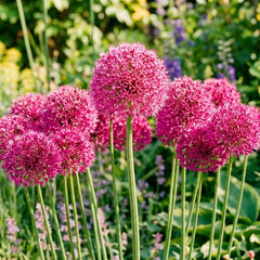 Allium Pink Sensation