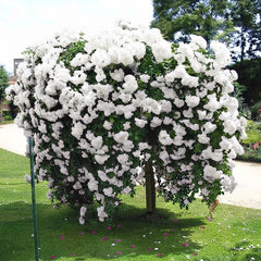 Trandafir pomisor plangator-Snow Waterfall-radacina ambalata-anul 3