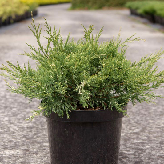Ienupar - Juniperus White Splash - Ghiveci 2L - H 30 cm