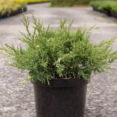 Ienupar - Juniperus White Splash - Ghiveci 2L - H 30 cm