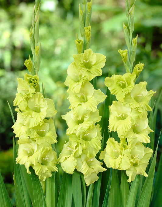 Bulbi Gladiole - Green Star - Pachet 3 Bulbi