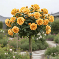 Trandafir pomisor-Golden Glow-radacina ambalata-anul 3