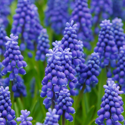 Bulbi Muscari - Americanum Pachet 5 Bulbi - Aqua Flowers
