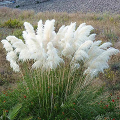 Iarba de Pampas Alba - Cortaderia Silver - ghiveci 2L
