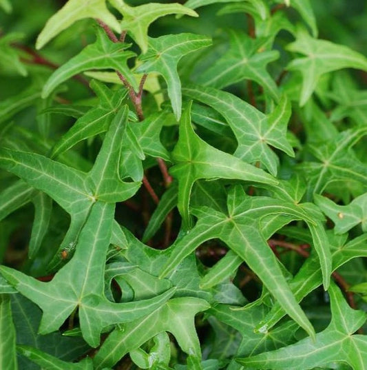 Iedera Ramificata Hedera Sagittifolia - Ghiveci P12