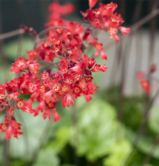 Heucera Sanguinea Leuchtkäfer - Ghiveci - H 20-30 cm