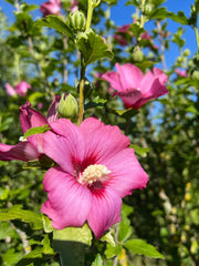 Hibiscus pomisor roz - GHIVECI 3L - MARIME LA LIVRARE 90-110 CM