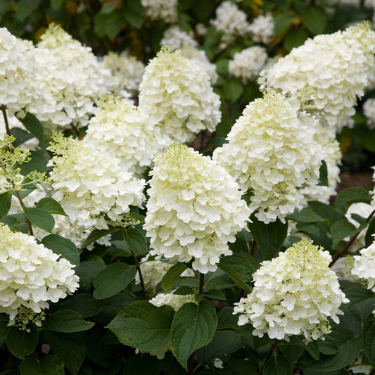 Hortensia Paniculata - Fraise Melba - Ghiveci