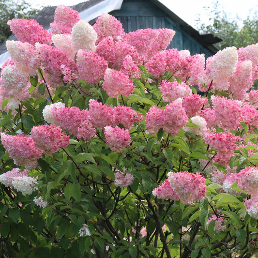 Hortensia Paniculata - Strawberry Pink - Ghiveci