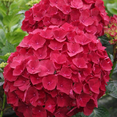 Planta decorativa - Hortensia Hydrangea - Hot Red - Ghiveci P15 - Floraria Aqua