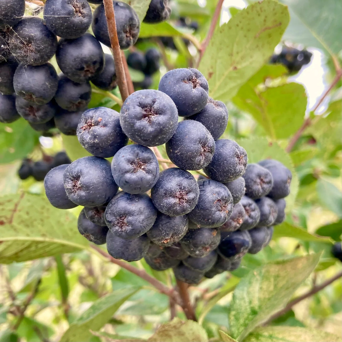 Aronia Melanocarpa Viking - Ghiveci - Anul 2 inaltime la livrare 30 - 40 cm