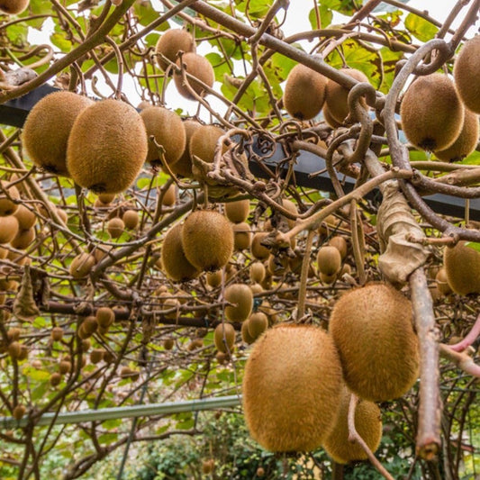 Kiwi – Jenny - ghiveci 3L, marime la livrare 80-100 cm