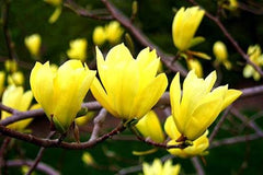 Magnolia galbena Yellow River - Ghiveci 3L - Marime la livrare 80-100 cm