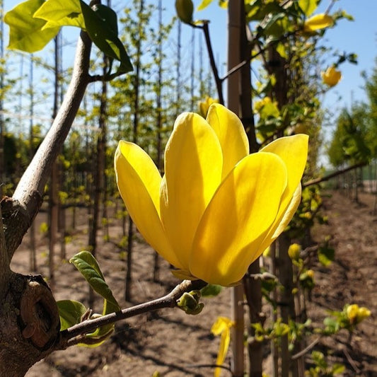 Magnolia galbena Yellow River - Ghiveci 3L - Marime la livrare 80-100 cm