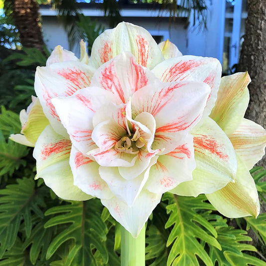 Bulbi Amaryllis - Nymph - Aqua Flowers