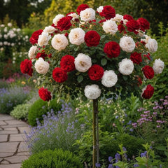 Trandafir pomisor-Imperial Red&White-radacina ambalata-anul 3
