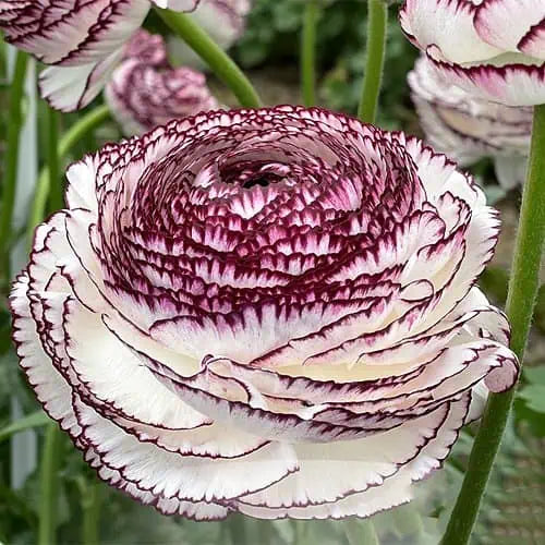 Bulbi Ranunculus - Picotee / Bicolor - Pachet 10 Bulbi