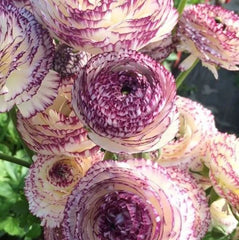 Bulbi Ranunculus - Picotee / Bicolor - Pachet 10 Bulbi