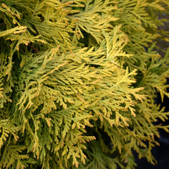 Thuja - Golden Globe - Ghiveci - 30 cm