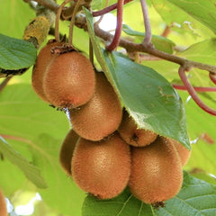 Kiwi – Deliciosa - ghiveci 3L, marime la livrare 80-100 cm