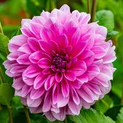 Bulbi Dalia - Perfection - Pachet 1 bulb